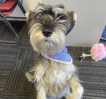 Headshot of Poppy (Therapy Dog)